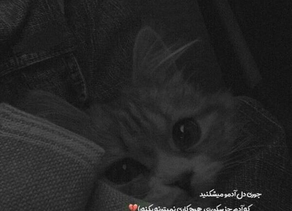 عکس های غمگین گربه