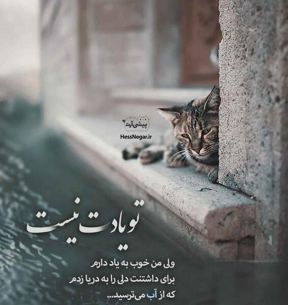 عکس های غمگین گربه