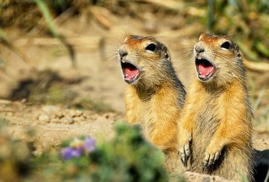 عکس های جالب از حیوانات