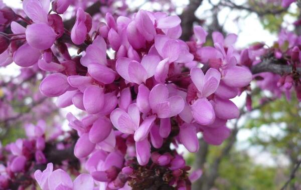 عکس گل ارغوان