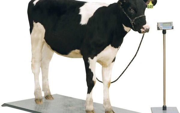 عکس گاو یک تنی