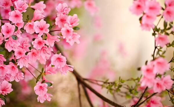 عکس شکوفه بهاری صورتی
