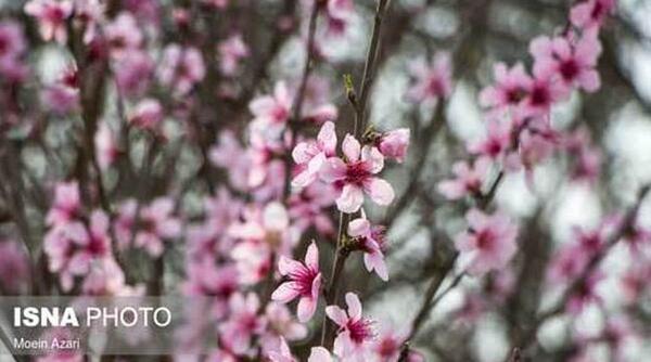 عکس شکوفه بهاری صورتی