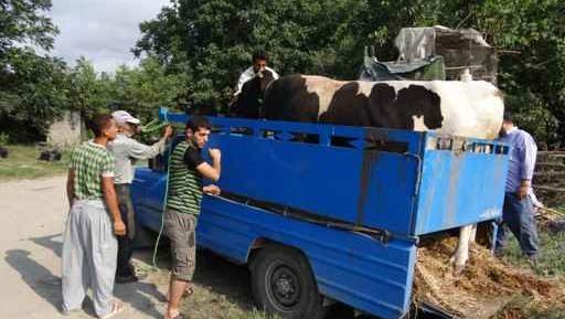 عکس گاو پشت نیسان