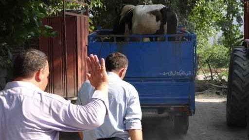 عکس گاو پشت نیسان