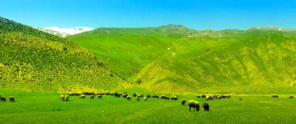 عکس لواشک دشت ارژن