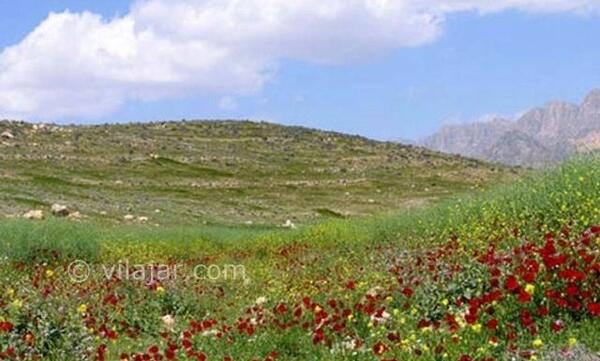 عکس لواشک دشت ارژن