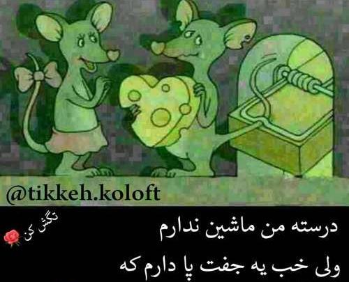 عکس قلب لاتی