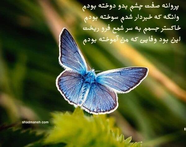 عکس نوشته پروانه زیبا