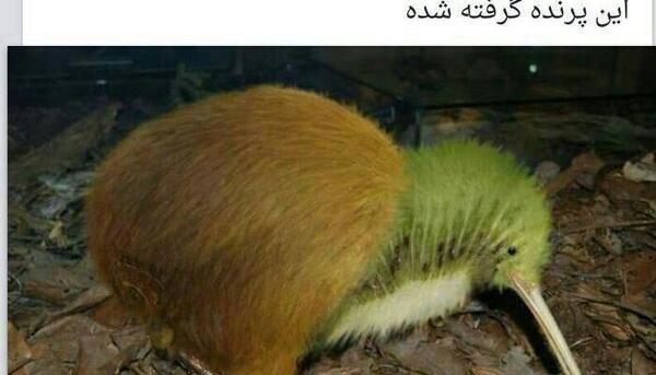عکس مخصوص لایک