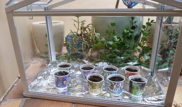 عکس ایده گلخانه خانگی
