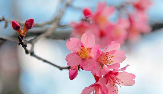 عکس منظره زیبا بهاری