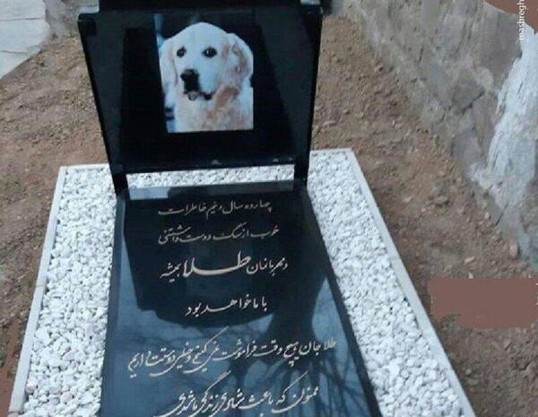 عکس رضا سگه