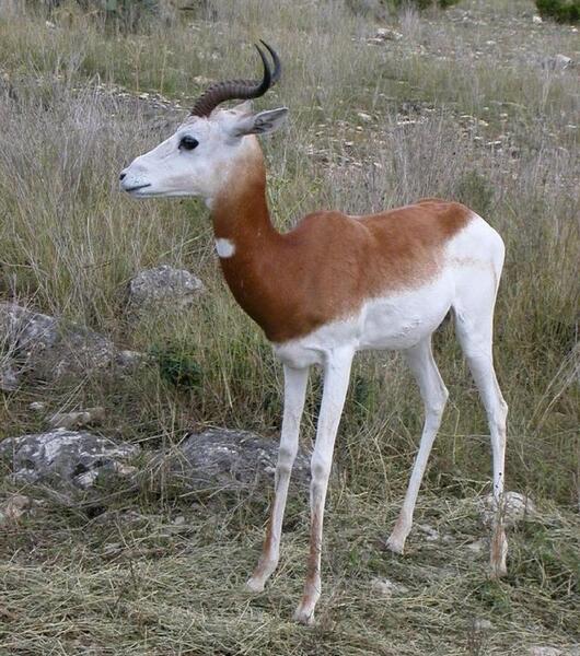 عکس آهو های وحشی