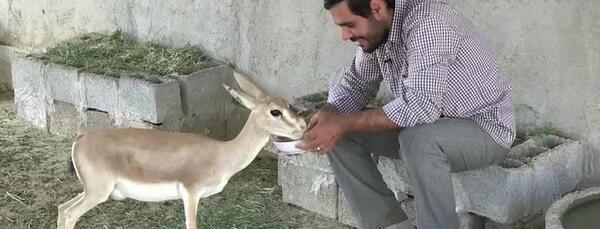 عکس آهو های وحشی