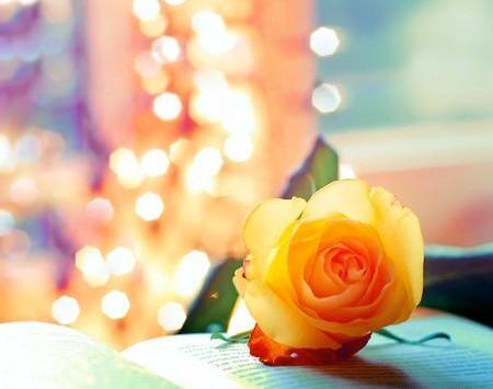 عکس گلهای زیبای فانتزی
