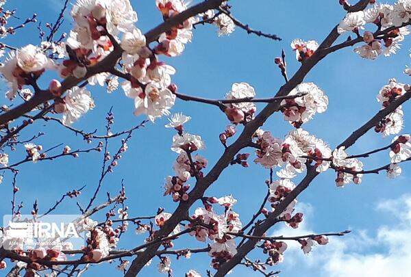 عکس شکوفه و علیرضا