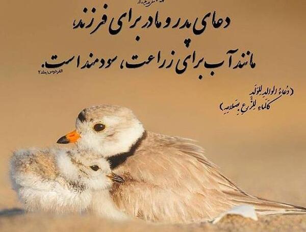 عکس پروفایل فرزند صالح