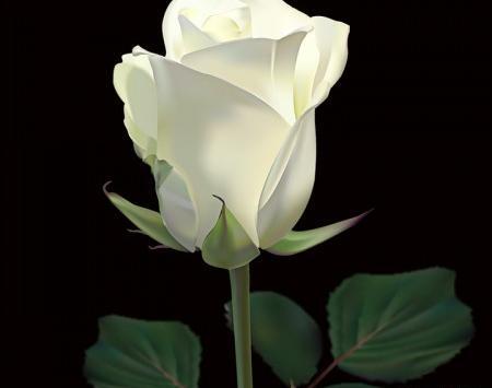 عکس گل رز تک شاخه