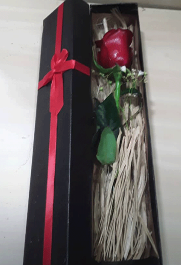 عکس گل رز تک شاخه