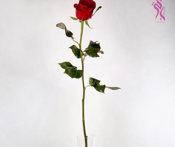 عکس گل رز تک شاخه