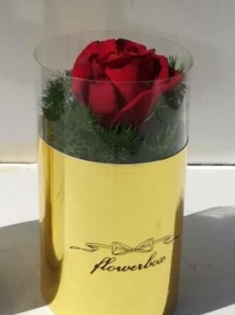 عکس گل رز تک شاخه