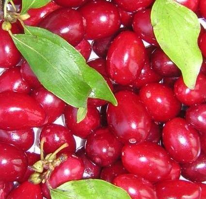 عکس ترشک زغال اخته
