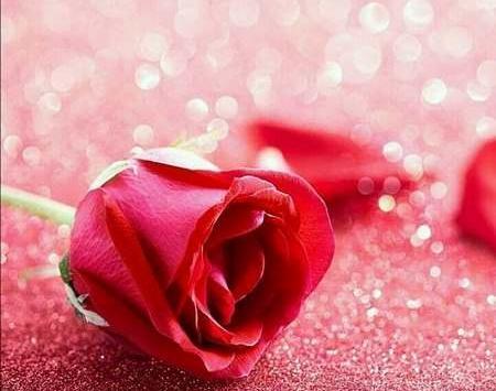 عکس گل نوشته دار
