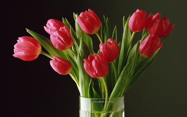 عکس گل لاله قرمز برای نقاشی