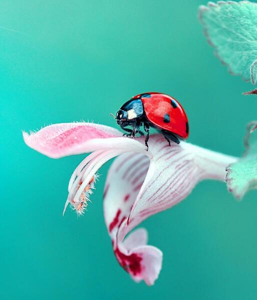 عکس پروانه آبی روی گل آبی
