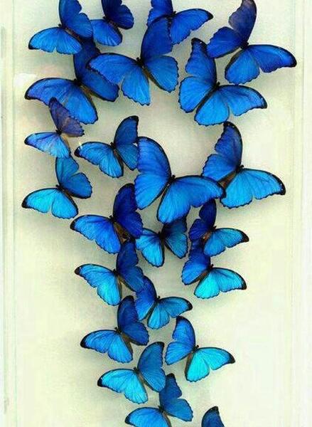 عکس پروانه آبی روی گل آبی