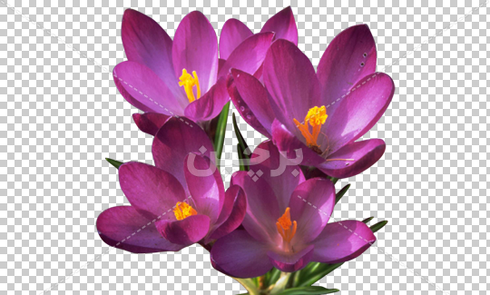 عکس فایل لایه باز