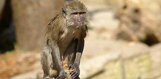 عکس میمون آرایش کرده