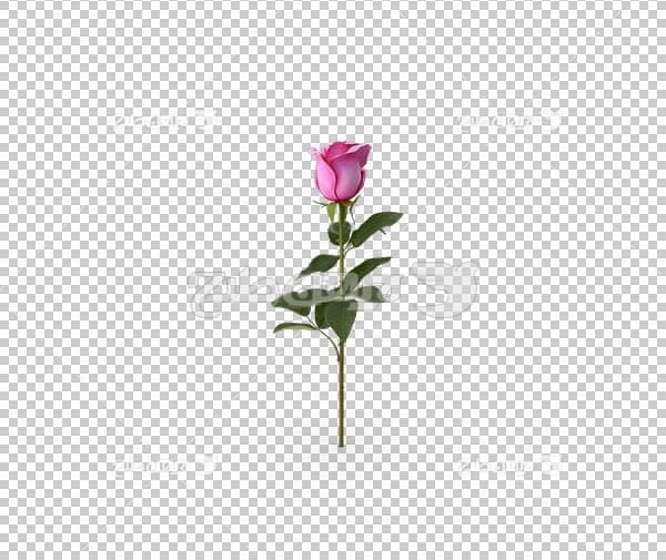 عکس سه بعدی گل رز