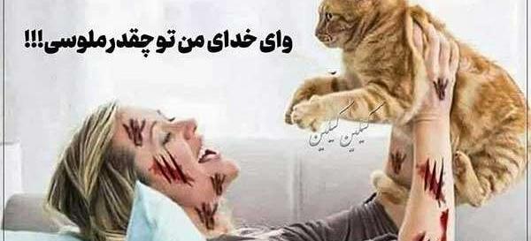 عکس های خنده دار حیوانات
