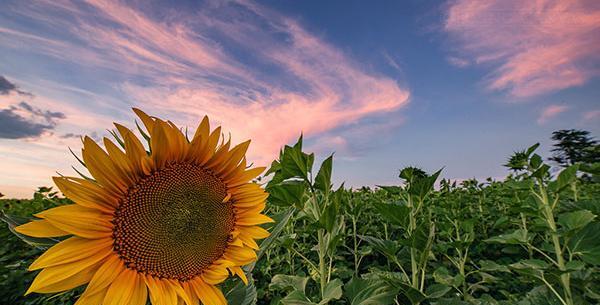 عکس های زیبا از گلهای آفتابگردان