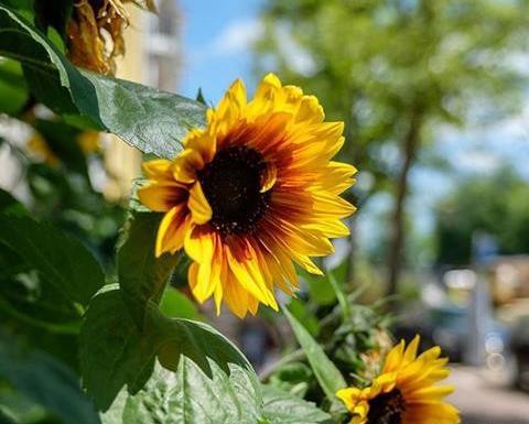 عکس های زیبا از گلهای آفتابگردان