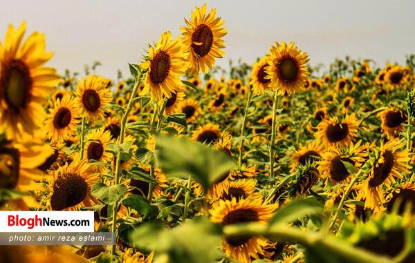 عکس های زیبا از گلهای آفتابگردان