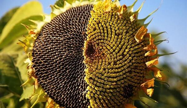 عکس های زیبا از گلهای آفتابگردان