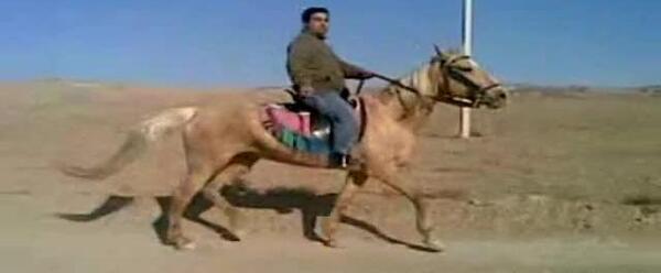 عکس اسب یورقه
