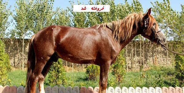 عکس اسب یورقه