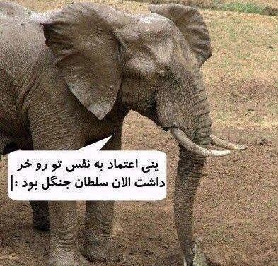 عکس فیل طنز