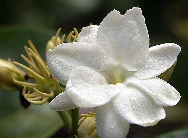عکس گل یاسمن
