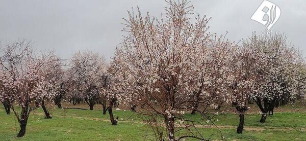 عکس شکوفه بادام