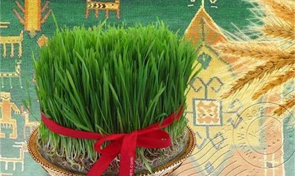 عکس سبزه عید گندم