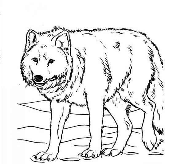 عکس گرگ برای نقاشی