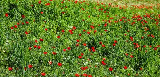 عکس بهار چهارمحال و بختیاری