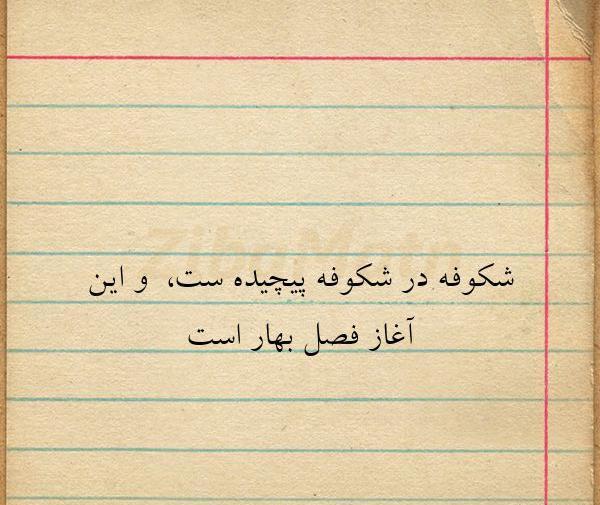 عکس شکوفه نوشته