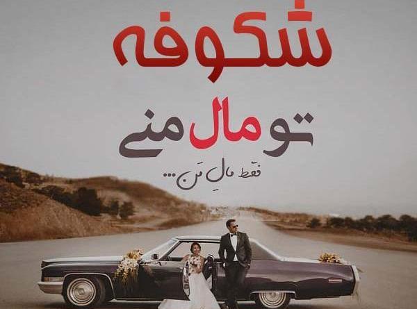 عکس شکوفه نوشته