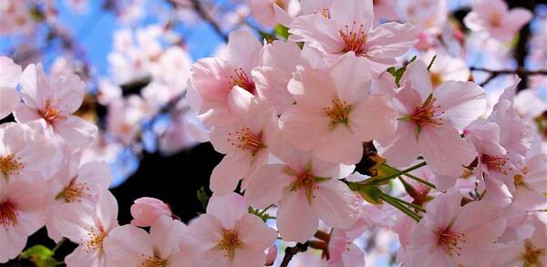 عکس از شکوفه های بهاری صورتی